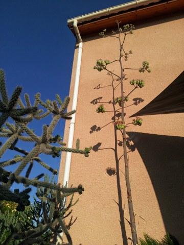 Cylindropuntia spinosior & floraison agave palmeri