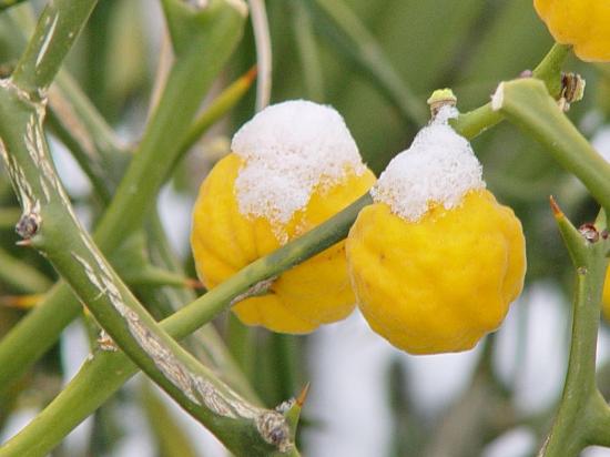Fruits de poncirus trifoliata en hiver