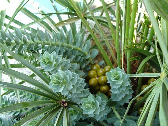 Euphorbia myrsinite associée à un Chamaerops humilis