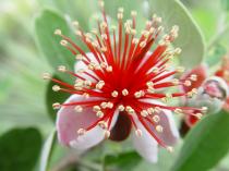 feijoa-sellowiana-detail fleur