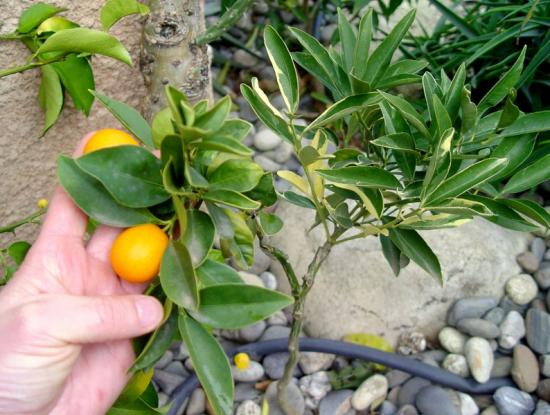 Meiwa kumquat vs centennial kumquat