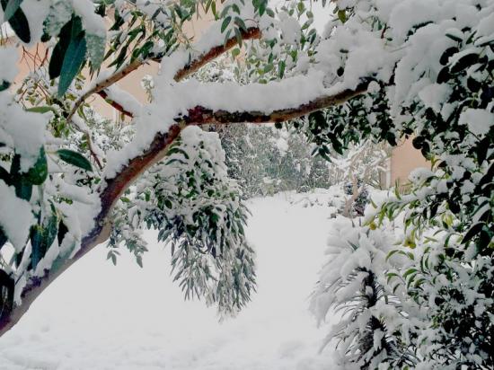 Exotica Tolosa - février 2015 - Chutes de neige. 