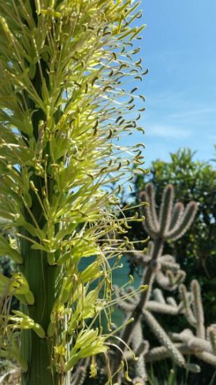 Agave garciae mendozae floraison - Exotica Tolosa - aout 2016