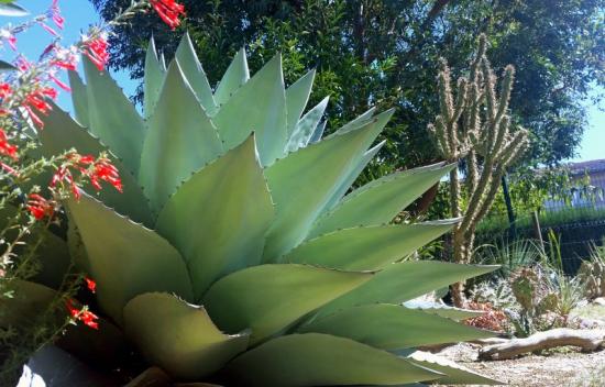 Agave ovatifolia -- Exotica Tolosa - sept 2016