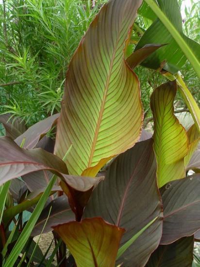 Canna 'Russian red' (feuillage) - juillet 2013