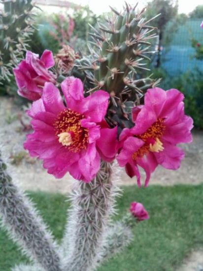 Cylindropuntia spinosior - juillet 2013 (2)_450x600