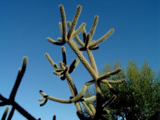 Cylindropuntia spinosior - oct 2013