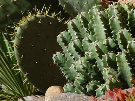 Euphorbia resinifera au premier plan