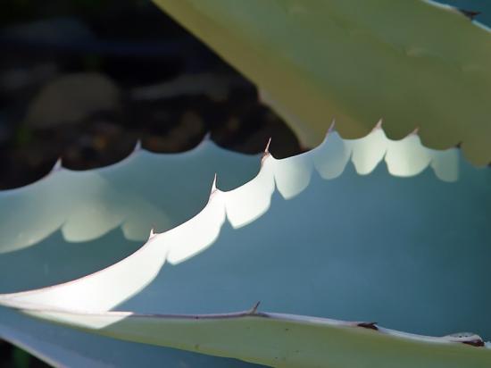 L'ombre et la lumière - Agave ovatifolia - janvier 2014