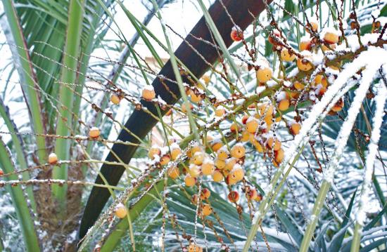 Fruits du butia en hiver