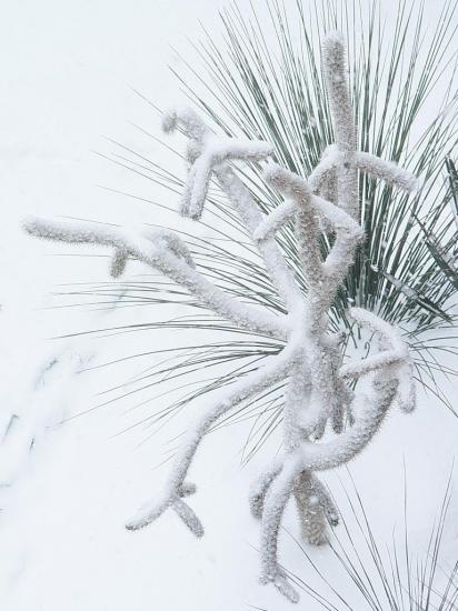 Cylindropuntia spinosior bravant l'hiver