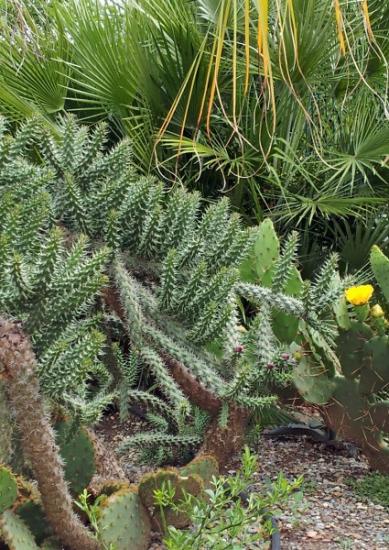 Cylindropuntia imbricata - juin 2014 