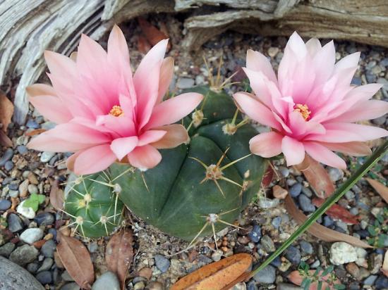 Gymnocalycium horstii 2 - juin 2014