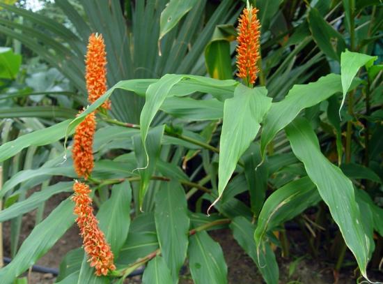 Hedychium densiflorum 'assam orange' - oct 2013