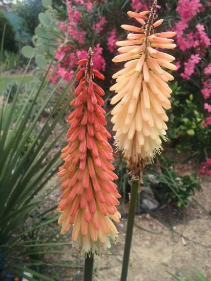 Kniphofia hybrid - juin 2014