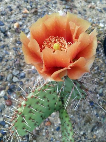 Opuntia macrorhiza 'abricot' - juin 2014