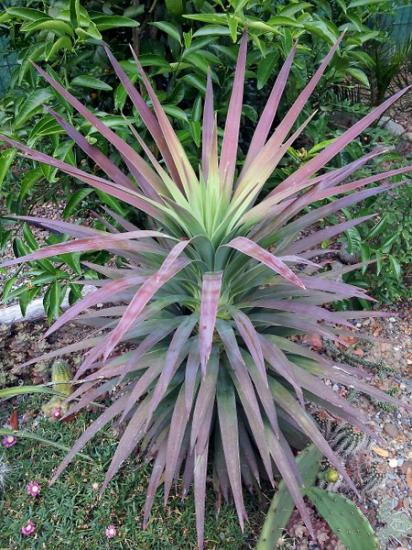 Yucca desmetiana - juin 2014