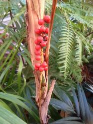 Chamaedorea radicalis (fruits sur plant femelle)- crédit photo Alain Brunette