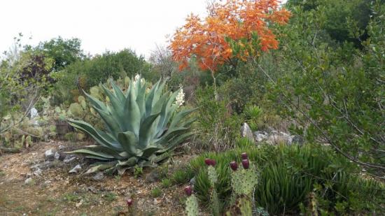 Cactuseraie Montolieu partie haute