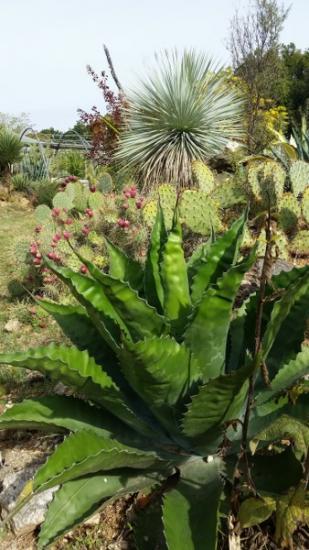 Cactuseraie Montolieu partie basse