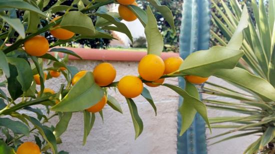 Kumquat BB (Bachès Biggio)