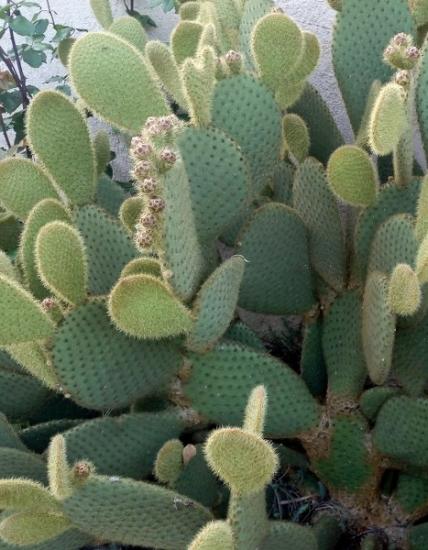 Opuntia scheerii.