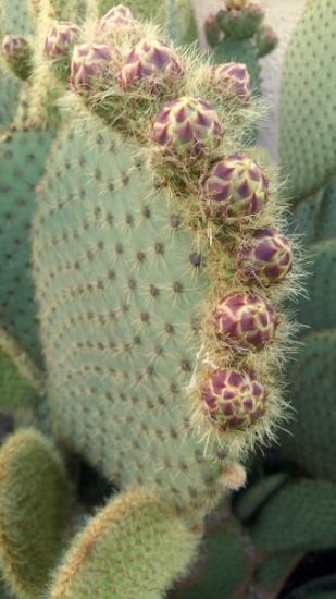 Opuntia scheerii, boutons floraux.