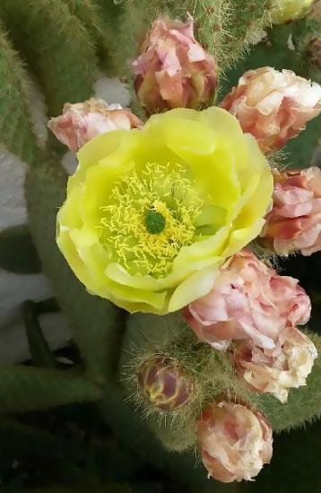 Opuntia scheerii, floraison.