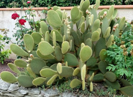 Opuntia scheerii, ensemble.