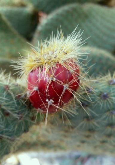 Opuntia scheerii, fructification.