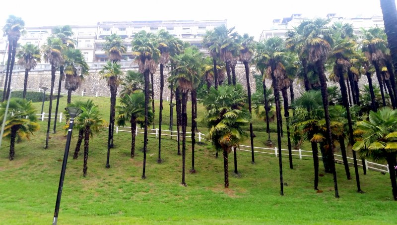 Palmiers à Pau