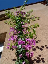 bougainvillea-specto-glabra-sept-2012.jpg