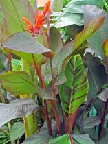 canna-russian-red-aout-2013-360x480.jpg