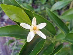 Citrangequat thomasville floraison