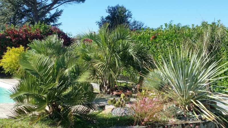 Jardin aloha vue palmiers