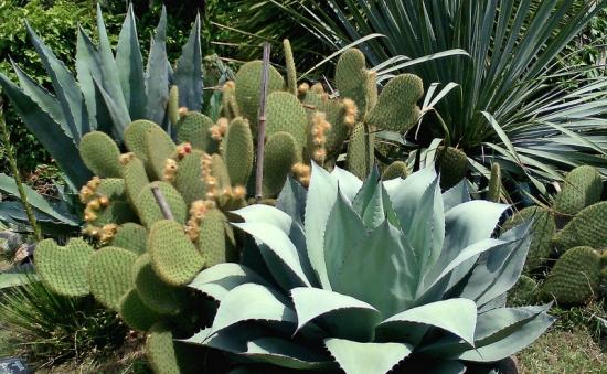 Opuntia scheerii, jardin Pierre Alain, Lauragais