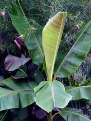 musa-sikkimensis-manipur-sept-2012.jpg