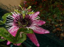 passiflora-victoria-oct-2012.jpg