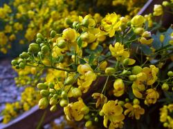 senna-corymbosa-sept-2012.jpg