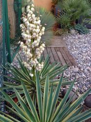 yucca-gloriosa-variegata-oct-2012.jpg